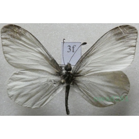 Leptidea sinapis (Linnaeus, 1758) Wietek gorczycznik Czech3f